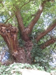 oak guarding the exedra